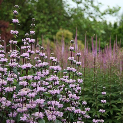 B&Q -  Phlomis Tuberosa Amazone Jerusalem Sage 9Cm Pot Perennial Plant
