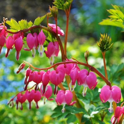 Primrose Dicentra Spectabilis Bleeding Heart Lamprocapnos 9Cm Pot Perennial Plant from B&Q