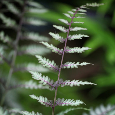Primrose Athyrium Niponicum Pictum Ursulas Red Painted Lady Fern 9Cm Pot from B&Q