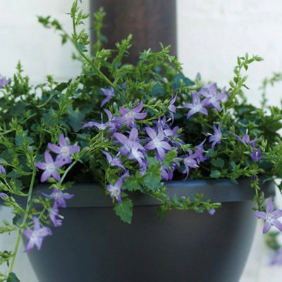 Primrose Campanula Poscharskyana Bellflower 9Cm Pot Alpine Perennial Plant from B&Q