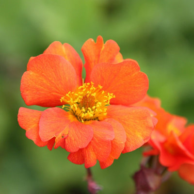 Primrose Geum Borisii Avens 9Cm Pot Perennial Plant from B&Q