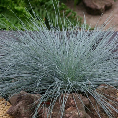 Plant Theory Intense Blue  Fescue Festuca Glauca Outdoor Ornamental Plant 2L Pot from B&Q