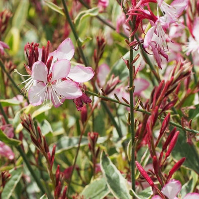 Primrose Oenothera Lindheimeri Freefolk Rosy Gaura 9Cm Pot Perennial Plant from B&Q