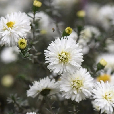Primrose Aster Novi-Belgii White Ladies Michaelmas Daisy Symphyotrichum 9Cm Pot Perennial Plant from B&Q