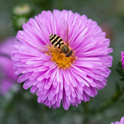 Primrose Aster Novi-Belgii Patricia Ballard Michaelmas Daisy Symphyotrichum 9Cm Pot Perennial Plant from B&Q
