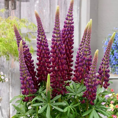 Primrose Lupinus Masterpiece West Country Lupin 9Cm Pot Perennial Plant from B&Q