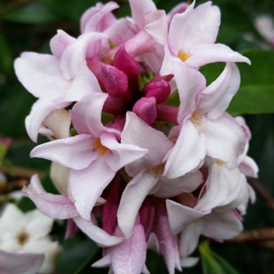 Plant Theory Perfume Princess Daphne Outdoor Shrub Plant Daphne Garden Plants 13Cm Pot from B&Q