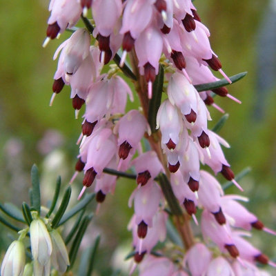 B&Q -  Erica Ghost Hills Winter Heath Heather 9Cm Pot Shrub Plant