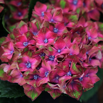 B&Q -  Glam Rock Outdoor Shrub Plant Hydrangea Macrophylla Flowering Plants 2L Pot