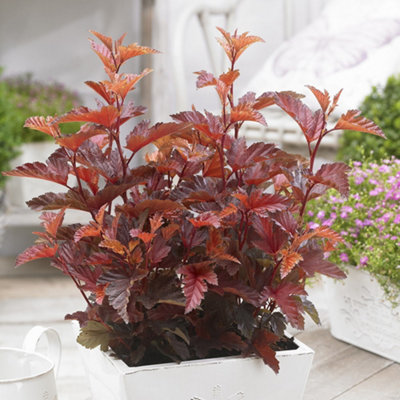 Primrose Physocarpus Opulifolius Little Angel Ninebark 2 Litre Pot 25Cm Tall Shrub Plant from B&Q