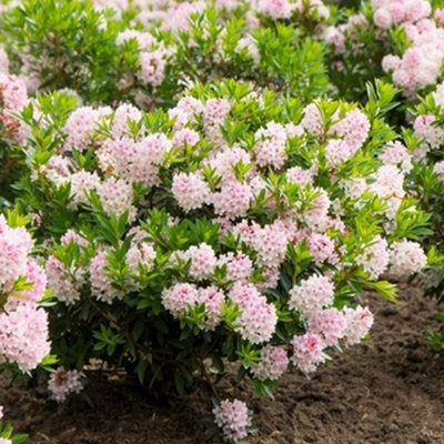 B&Q -  Bloombux Outdoor Shrub Plant Rhododendron Flowering Garden Plants 2L Pot