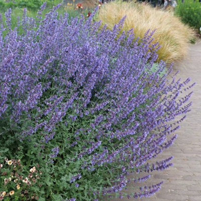 Primrose Nepeta X Faassenii Junior Walker Catmint 9Cm Pot Perennial Plant from B&Q