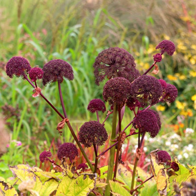 Primrose Angelica Gigas 9Cm Pot Perennial Plant from B&Q