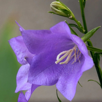 Primrose Campanula Persicifolia Peach-Leaved Bellflower 9Cm Pot Perennial Plant from B&Q