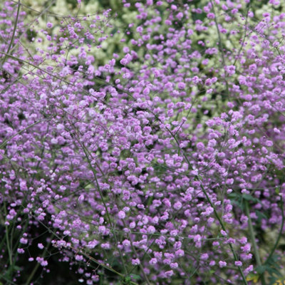 Primrose Thalictrum Delavayi Meadow Rue 9Cm Pot Perennial Plant from B&Q