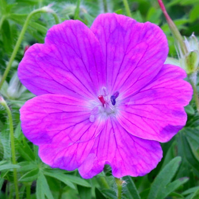 Primrose Geranium Sanguineum Bloody Cranesbill 9Cm Pot Perennial Plant from B&Q