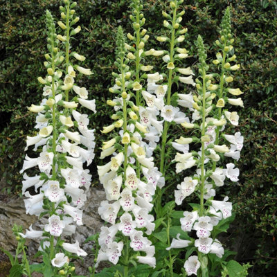 Primrose Digitalis Purpurea Dalmatian White Foxglove 9Cm Pot Perennial Plant from B&Q