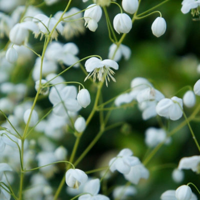 Primrose Thalictrum Splendide White Meadow Rue 9Cm Pot Perennial Plant from B&Q