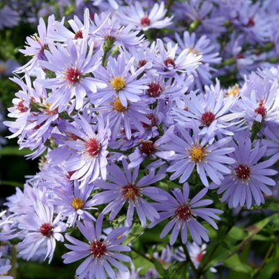 Primrose Aster Little Carlow Symphyotrichum 9Cm Pot Perennial Plant from B&Q