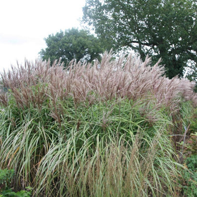 Primrose Miscanthus Sinensis Malepartus Chinese Silver Grass 9Cm Pot Grass Plant from B&Q