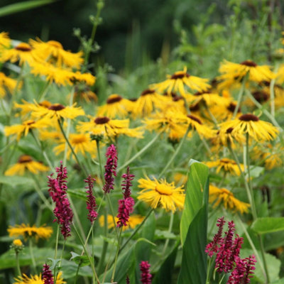 Primrose Inula Helenium Elecampane 9Cm Pot Perennial Plant from B&Q