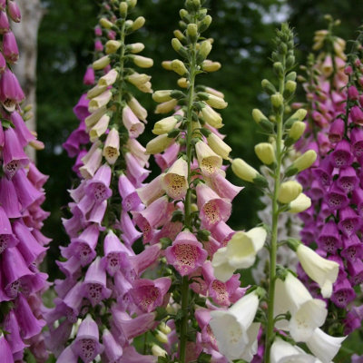 Primrose Digitalis Purpurea Excelsior Group Foxglove 9Cm Pot Perennial Plant from B&Q