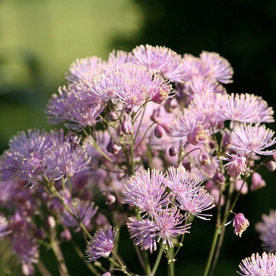 Primrose Thalictrum Aquilegiifolium Meadow Rue 9Cm Pot Perennial Plant from B&Q