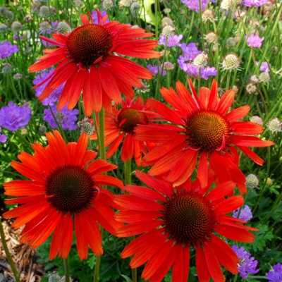 B&Q -  Echinacea Hot Lava Coneflower 9Cm Pot Perennial Plant