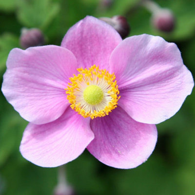 Primrose Anemone Hupehensis Japonica Splendens Japanese Anemone 9Cm Pot Perennial Plant from B&Q