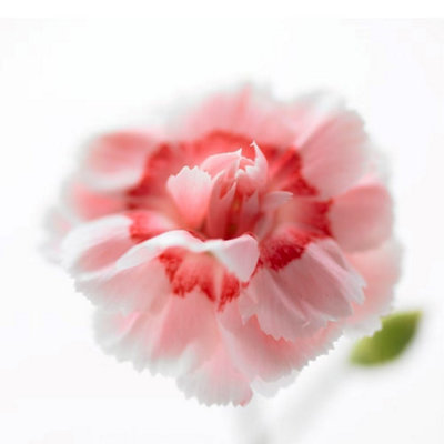 Primrose Dianthus Doris Pink 9Cm Pot Perennial Plant from B&Q