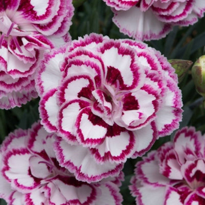 Primrose Dianthus Grans Favourite Pink 9Cm Pot Perennial Plant from B&Q