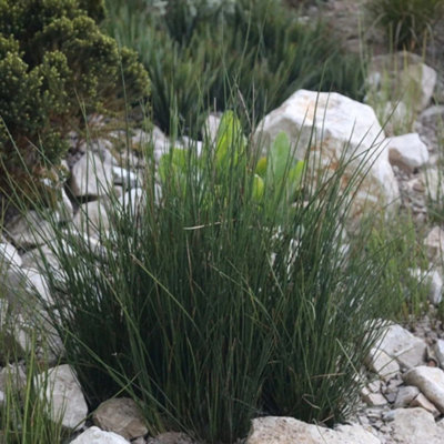 Primrose Juncus Effusus Soft Rush 9Cm Pot Pond Plant from B&Q