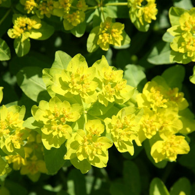 Primrose Euphorbia Epithymoides Spurge 9Cm Pot Perennial Plant from B&Q