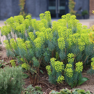 Primrose Euphorbia Characias Subsp. Wulfenii Spurge 9Cm Pot Perennial Plant from B&Q