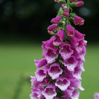 Primrose Digitalis Purpurea Dalmatian Purple Foxglove 9Cm Pot Perennial Plant from B&Q