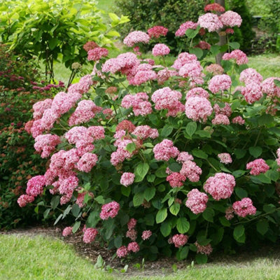 B&Q -  Pink Annabelle Sevenbark Shrub Plant Hydrangea Arborescens 3L Pot