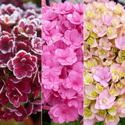 B&Q -  You & Me Together Outdoor Shrub Plant Hydrangea Macrophylla 2L Pot