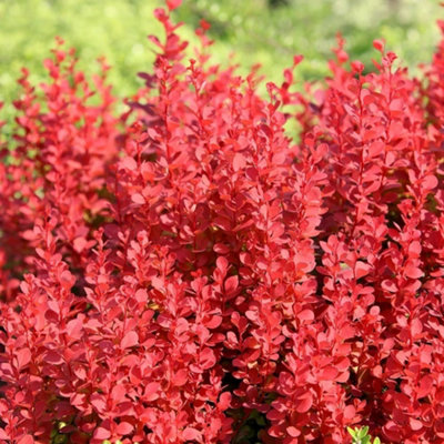 B&Q -  Orange Rocket Barberry Outdoor Shrub Plant Berberis Thunbergii 2L Pot