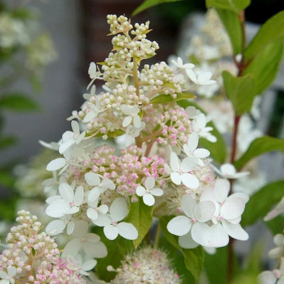 Plant Theory Confetti Outdoor Shrub Plant Hydrangea Paniculata Flowering Garden Plant 2L Pot from B&Q
