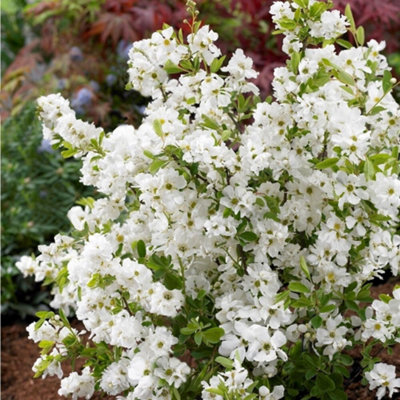 Plant Theory Niagara Pearl Bush Outdoor Shrub Plant Exochorda X Macrantha 2L Pot from B&Q