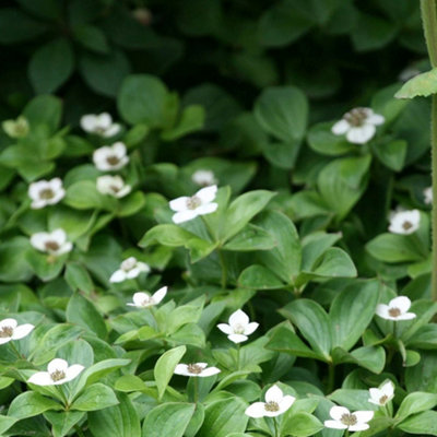 Primrose Cornus Canadensis Creeping Dogwood 9Cm Pot Shrub Plant from B&Q