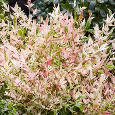 Plant Theory Twilight Heavenly Bamboo Outdoor Shrub Plant Nandina Domestica 2L Pot from B&Q