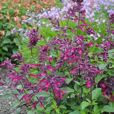 Primrose Salvia Love And Wishes Salvia 9Cm Pot Perennial Plant from B&Q