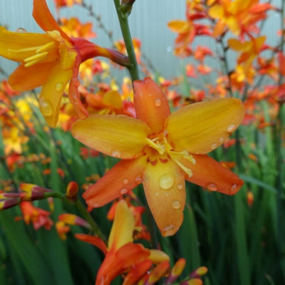 Primrose Crocosmia Orange Pekoe Montbretia 9Cm Pot Perennial Plant from B&Q
