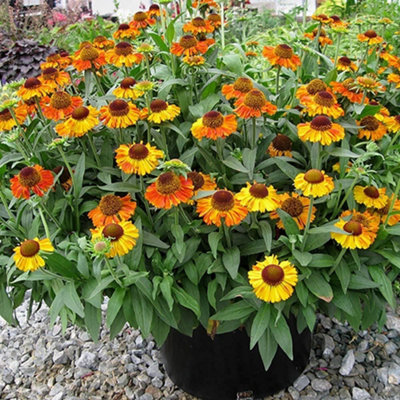 Primrose Helenium Autumnale Short And Sassy Sneezeweed 9Cm Pot Perennial Plant from B&Q