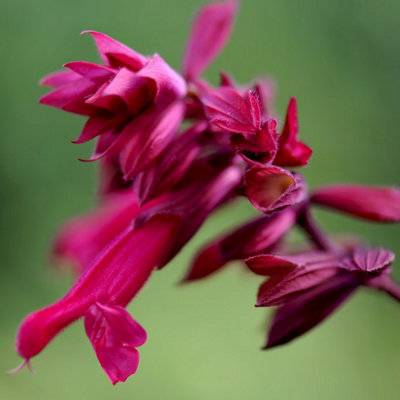 Primrose Salvia Wendys Wish Sage 9Cm Pot Perennial Plant from B&Q
