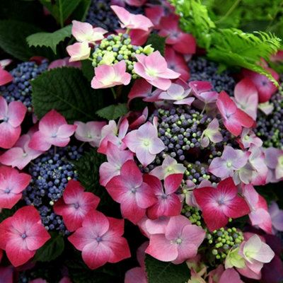 Plant Theory Kardinal Violet Outdoor Shrub Plant Hydrangea Macrophylla 2L Pot from B&Q