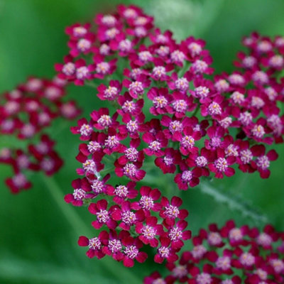 Primrose Achillea Summerwine Yarrow 9Cm Pot Perennial Plant from B&Q