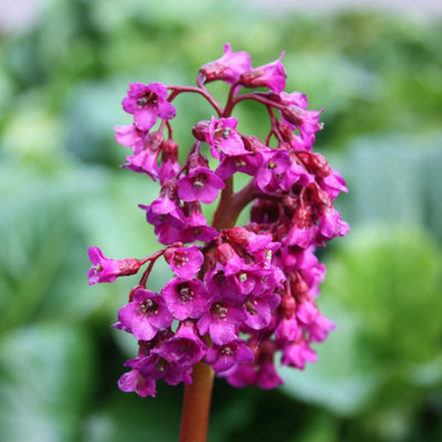 Primrose Bergenia Abendglut Elephants Ears 9Cm Pot Perennial Plant from B&Q