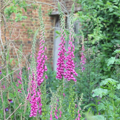 Primrose Digitalis Purpurea Foxglove 9Cm Pot Perennial Plant from B&Q
